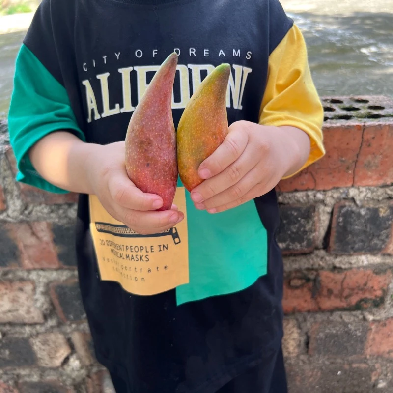 海南辣椒芒香甜多汁当季新鲜水果5斤整箱包邮1/2/3斤网红牙签芒