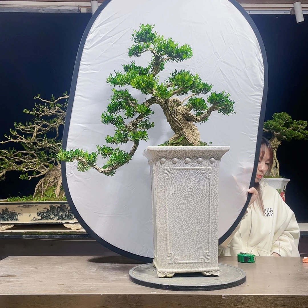 完全开放黄杨盆景四季常青