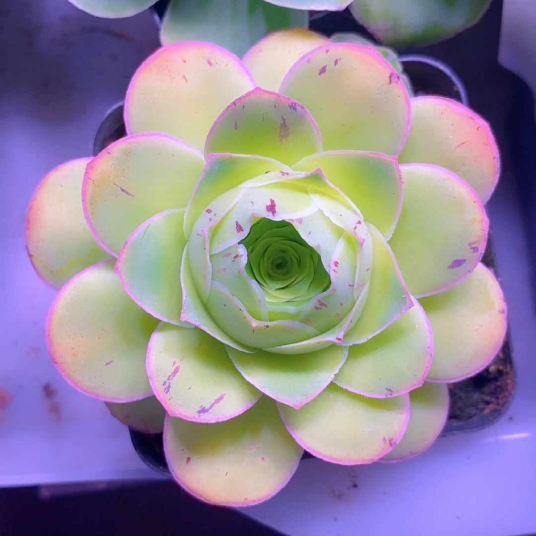 山地玫瑰新粉福利一物一拍544韶华