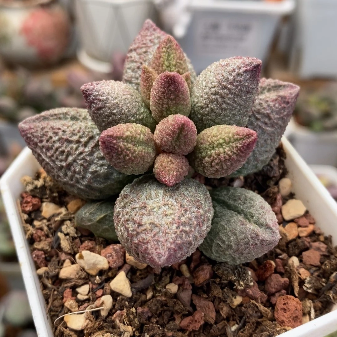 龙胆水泡多肉植物
