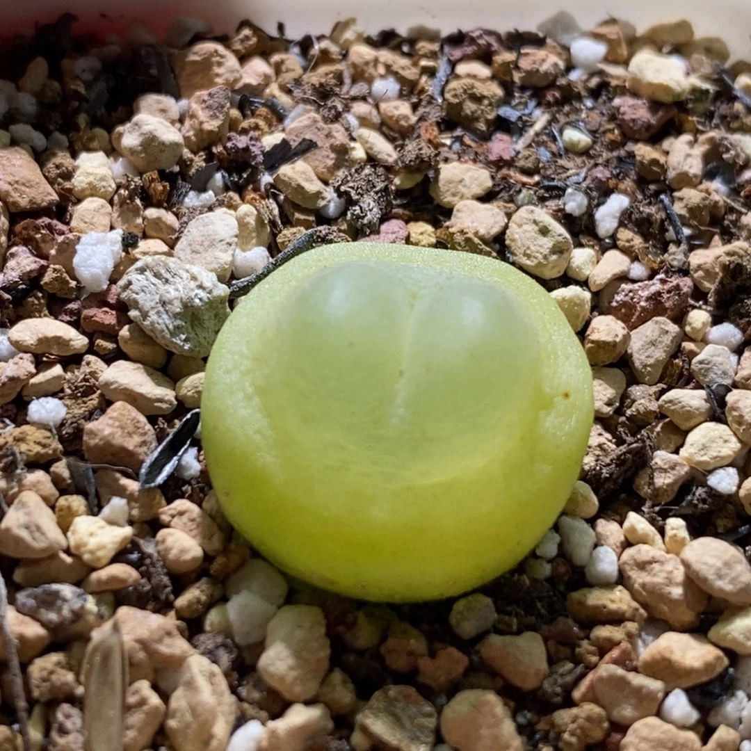 好看好看好看拉登子一颗