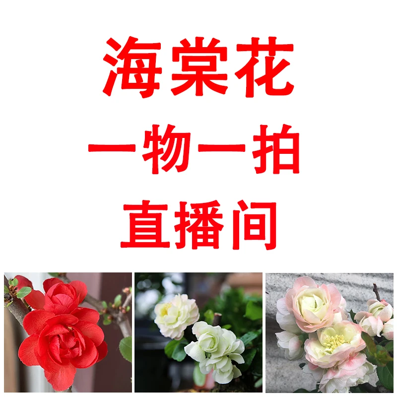 【抢！买一送一】原生四季海棠初心长寿冠绿宝石重瓣花阳台耐寒耐热