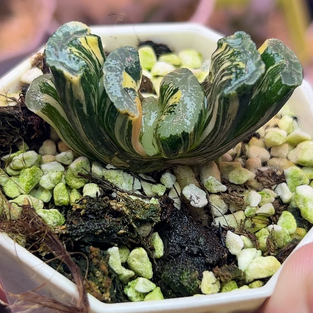 浮躁锦十二卷多肉植物
