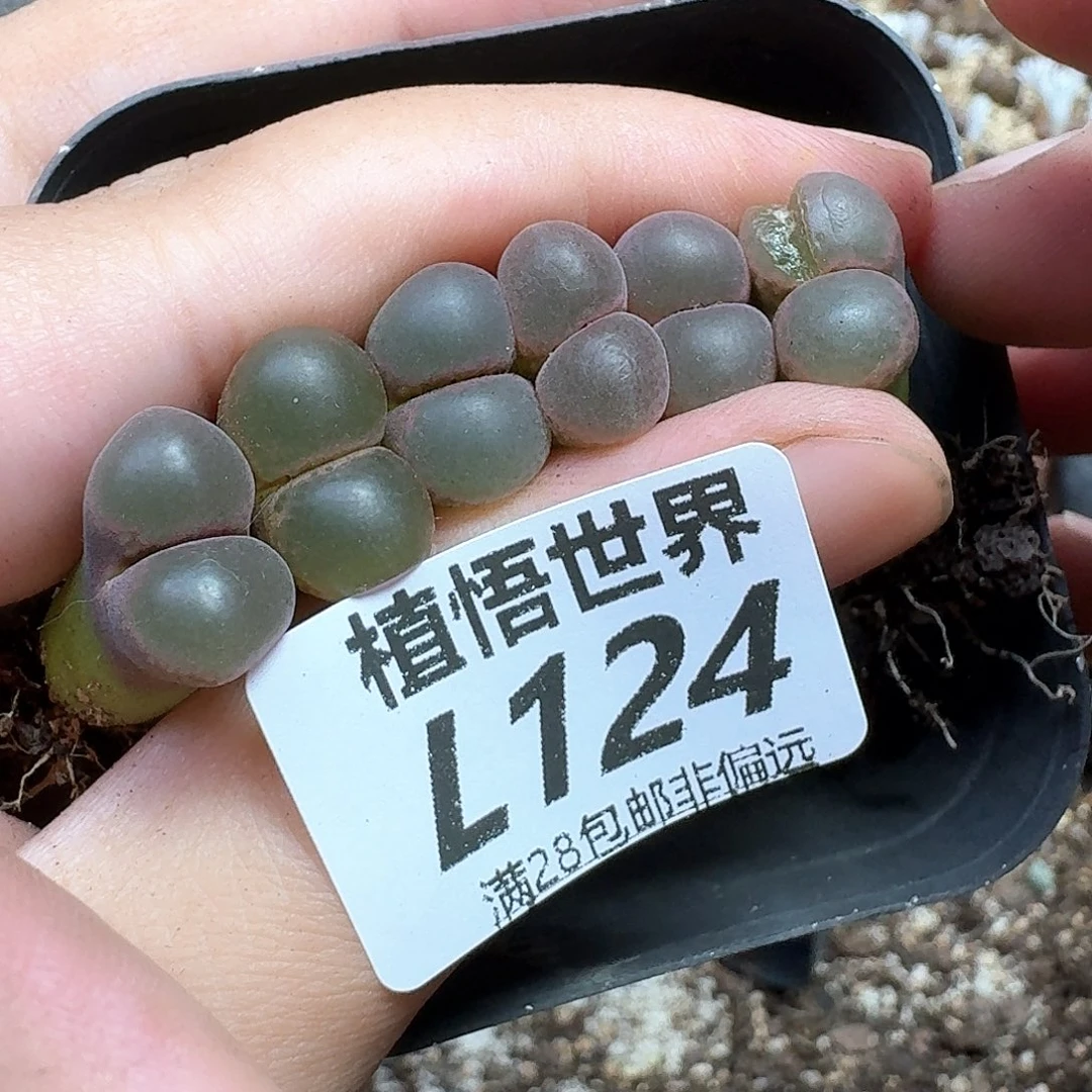 多肉植物的润泽地v