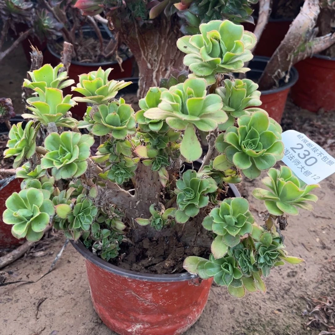 230君美丽缀化多肉