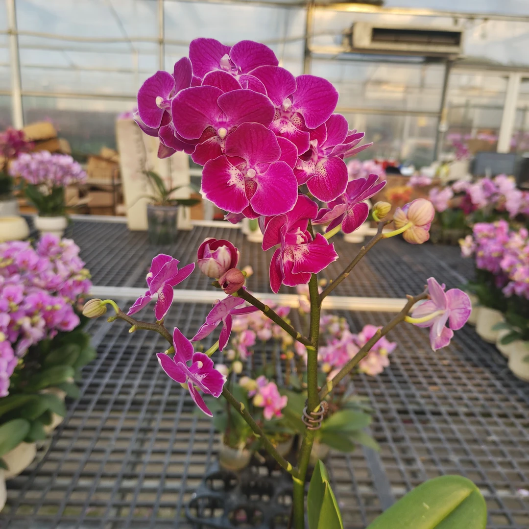 成功【朱雀】蝴蝶兰精致花卉盆栽四季植物