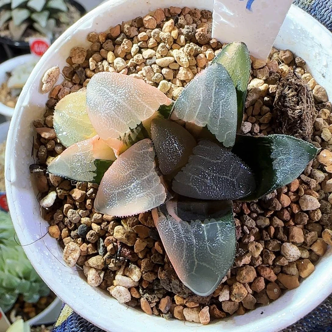 521号大久保克锦 侧芽 5.5 厘米左右一物一拍带盆发货