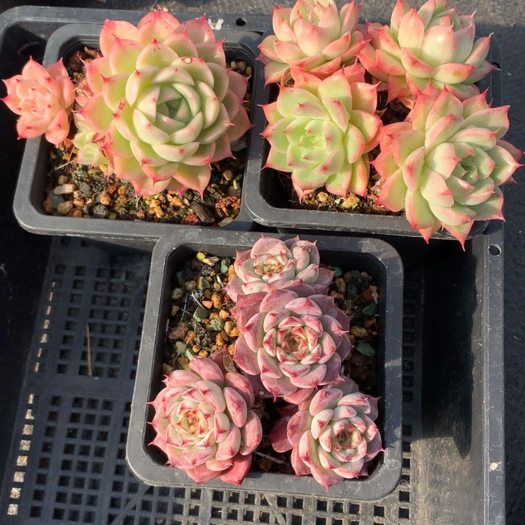 1216-66 套餐一组