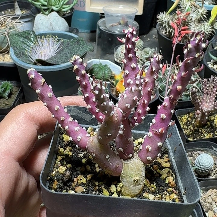 277登龙团扇脱土发货