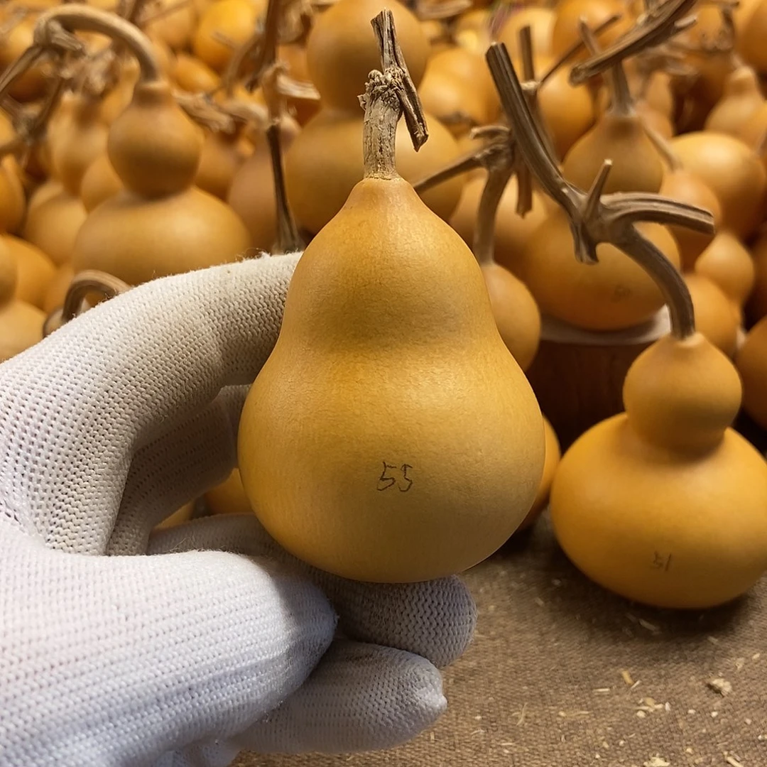 文玩葫芦 完美主义者 慎拍55