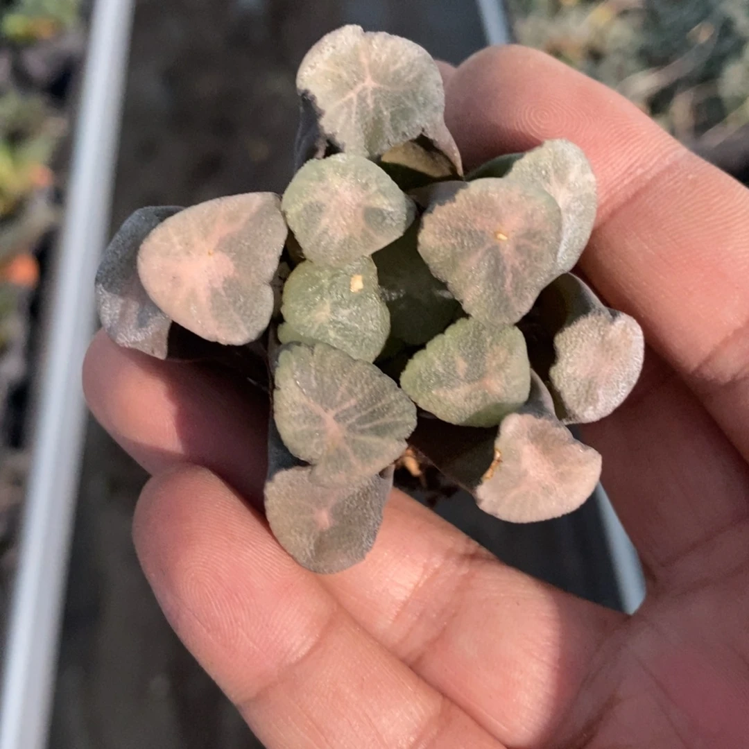 2823 一颗牛叉万象 超级福利