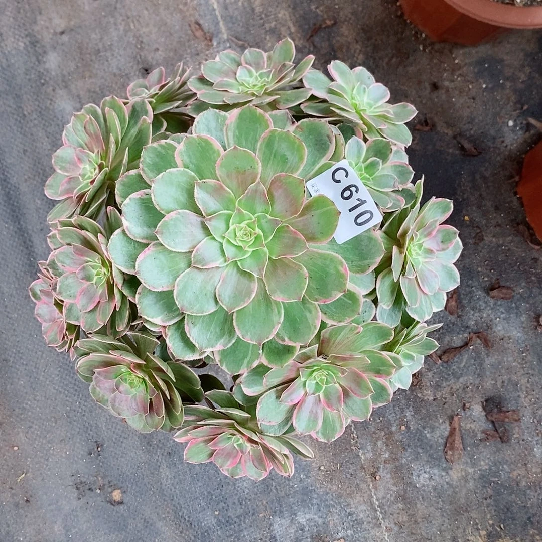 莲花座610多肉11111