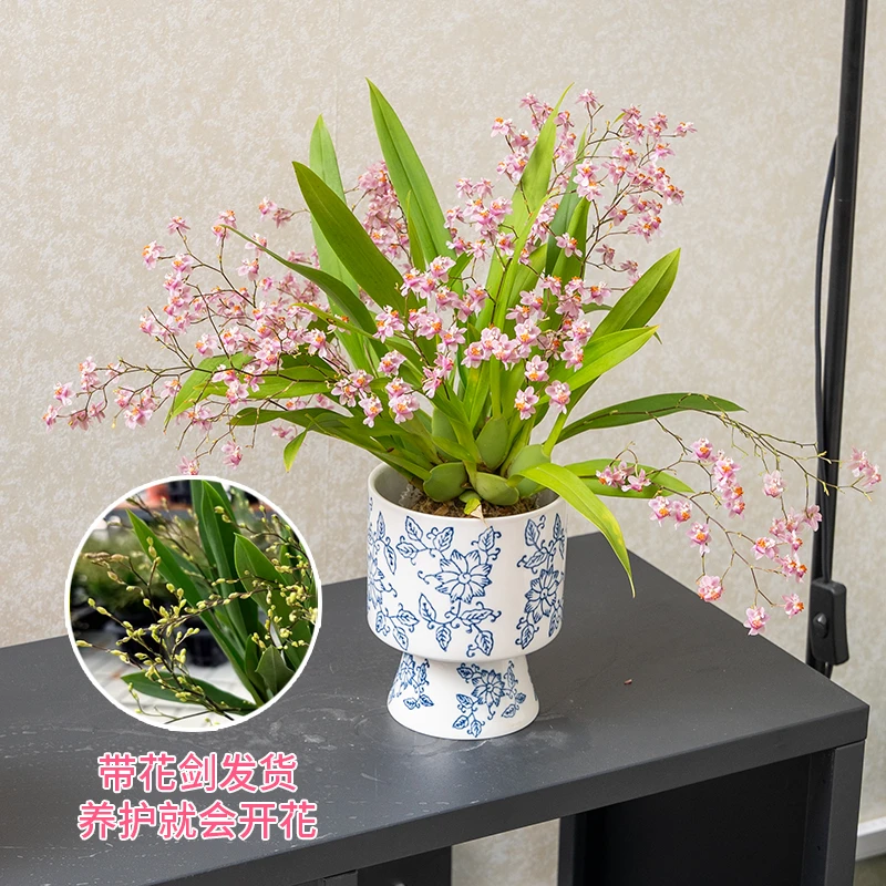 文心兰梦香兰带苔藓球室内高档观赏兰开花清香多年生好养花卉绿植