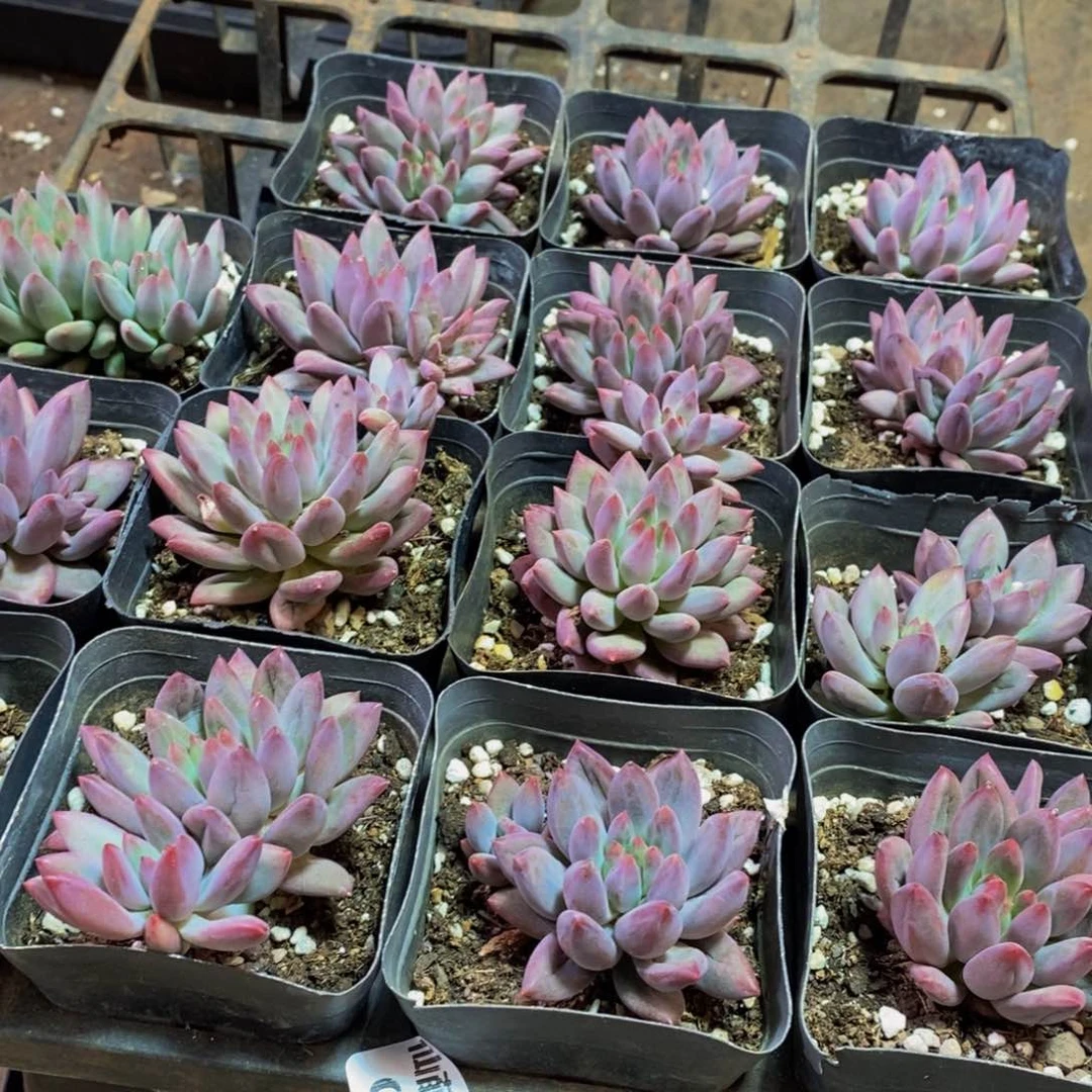 058多肉植物保护研究所所长助理研究员和