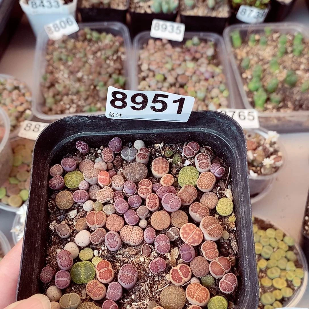 8951啦啦啦啦啦啦