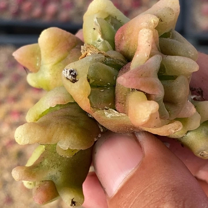 2046变异一群缀化