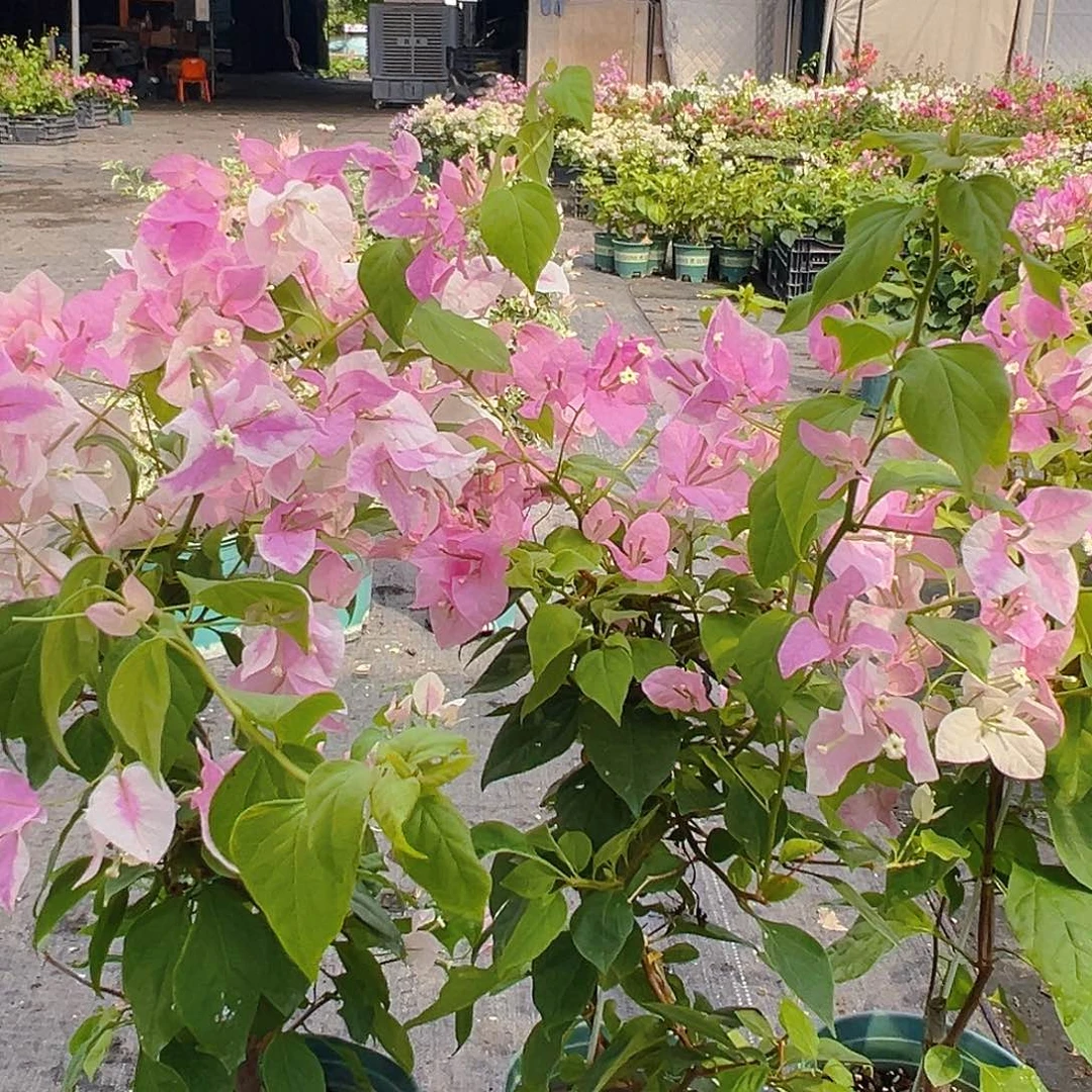 当前无花栽培后可以开花广红樱带竹一棵