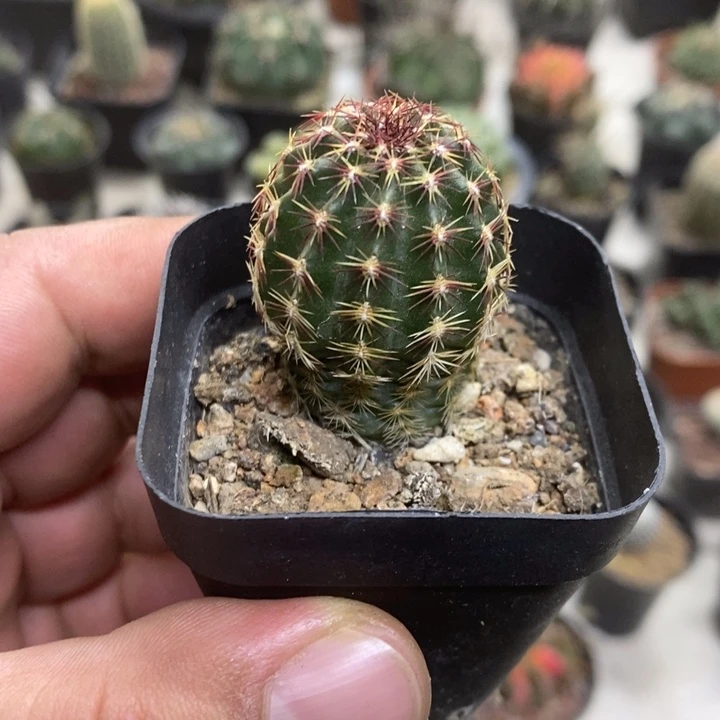 实生红刺青花虾特价