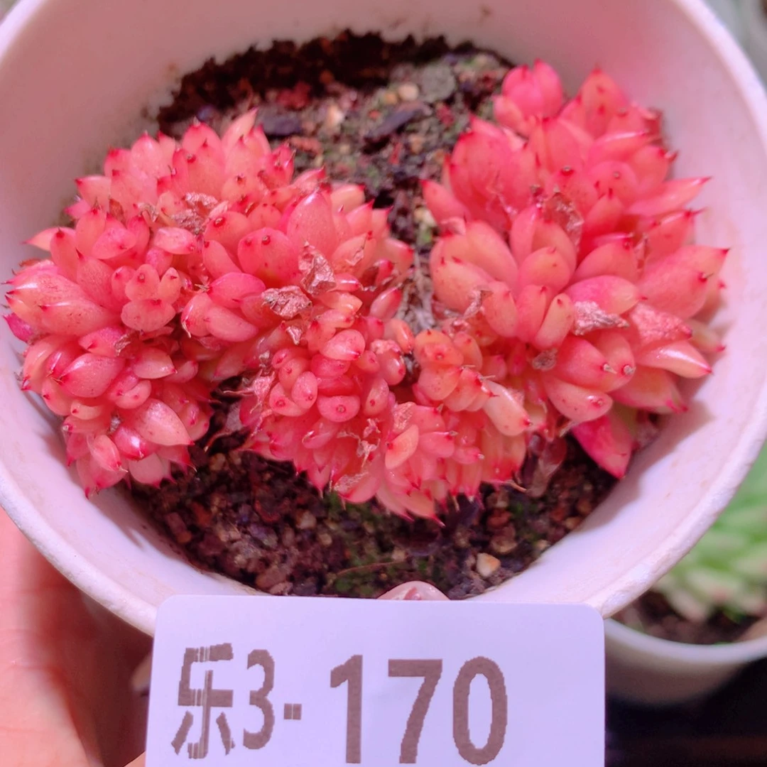 乐然3-170 新品缀化