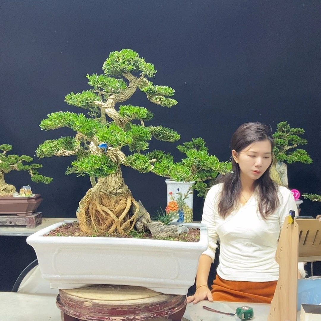 无花朵广东小叶黄杨