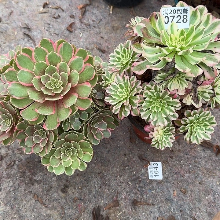 0728粉花袄,红铜超白