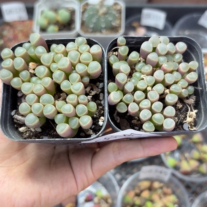 6341 生石花和肉锥