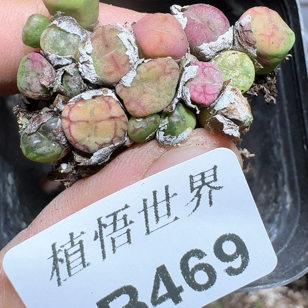 469号多肉植物多吃