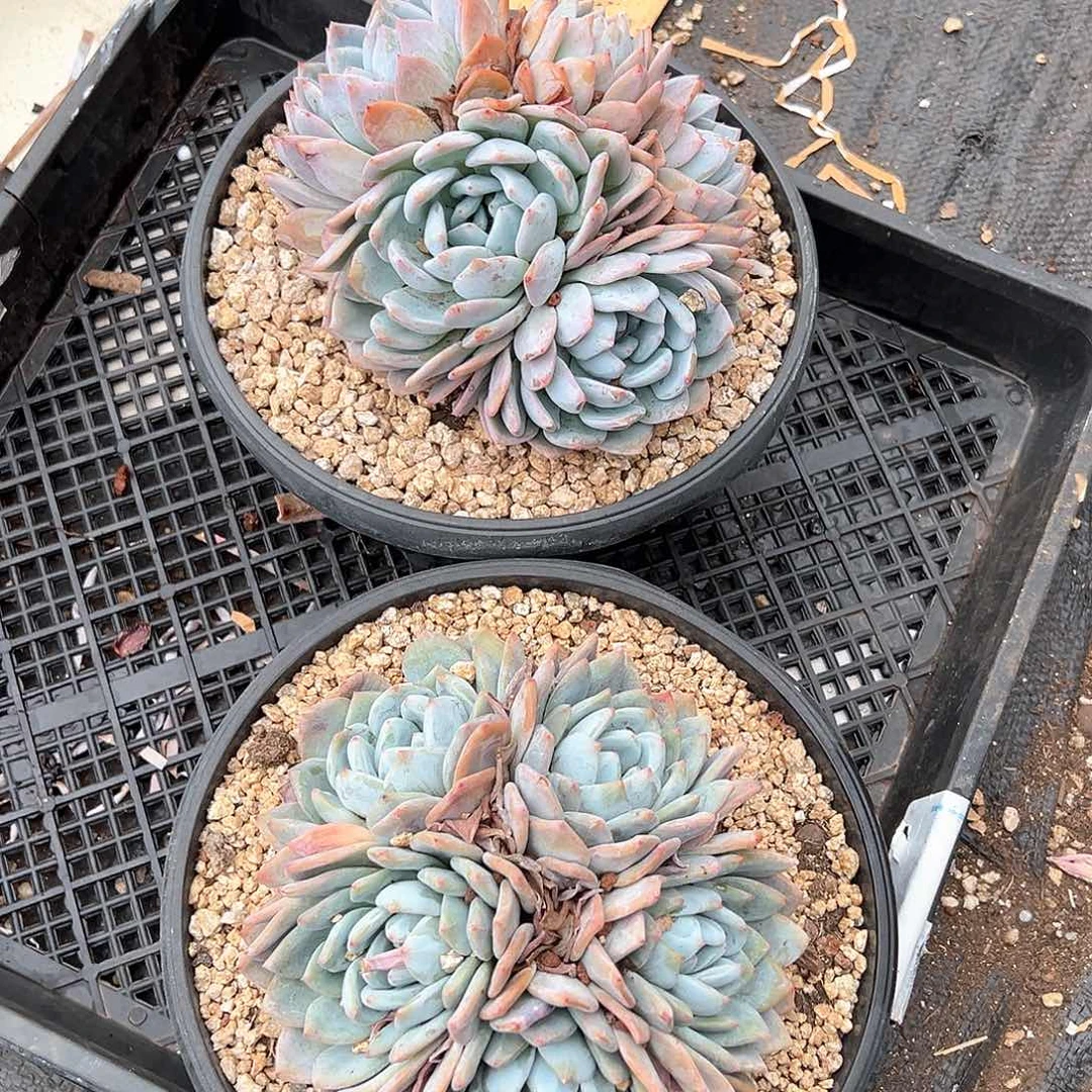 绘***者多肉植物一物一拍