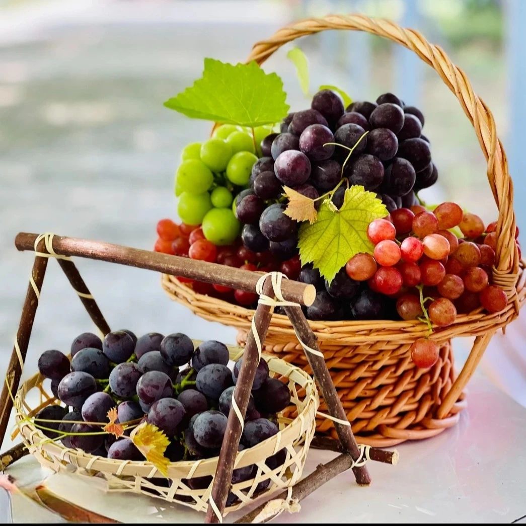 葡小淘葡萄成熟品种任意混装新鲜采摘饱满多汁京东包邮樱桃李