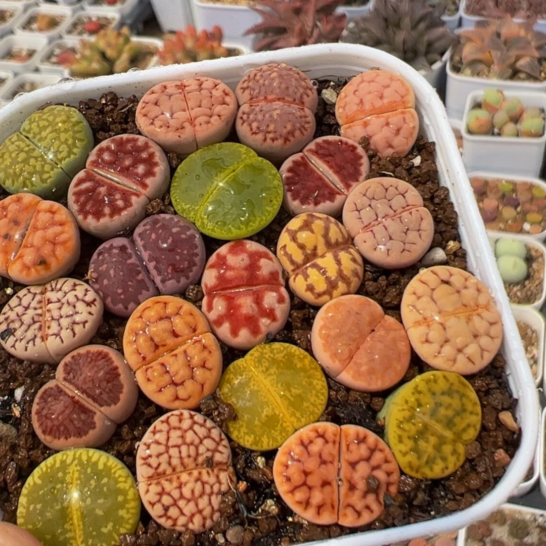 85多肉植物百科知识