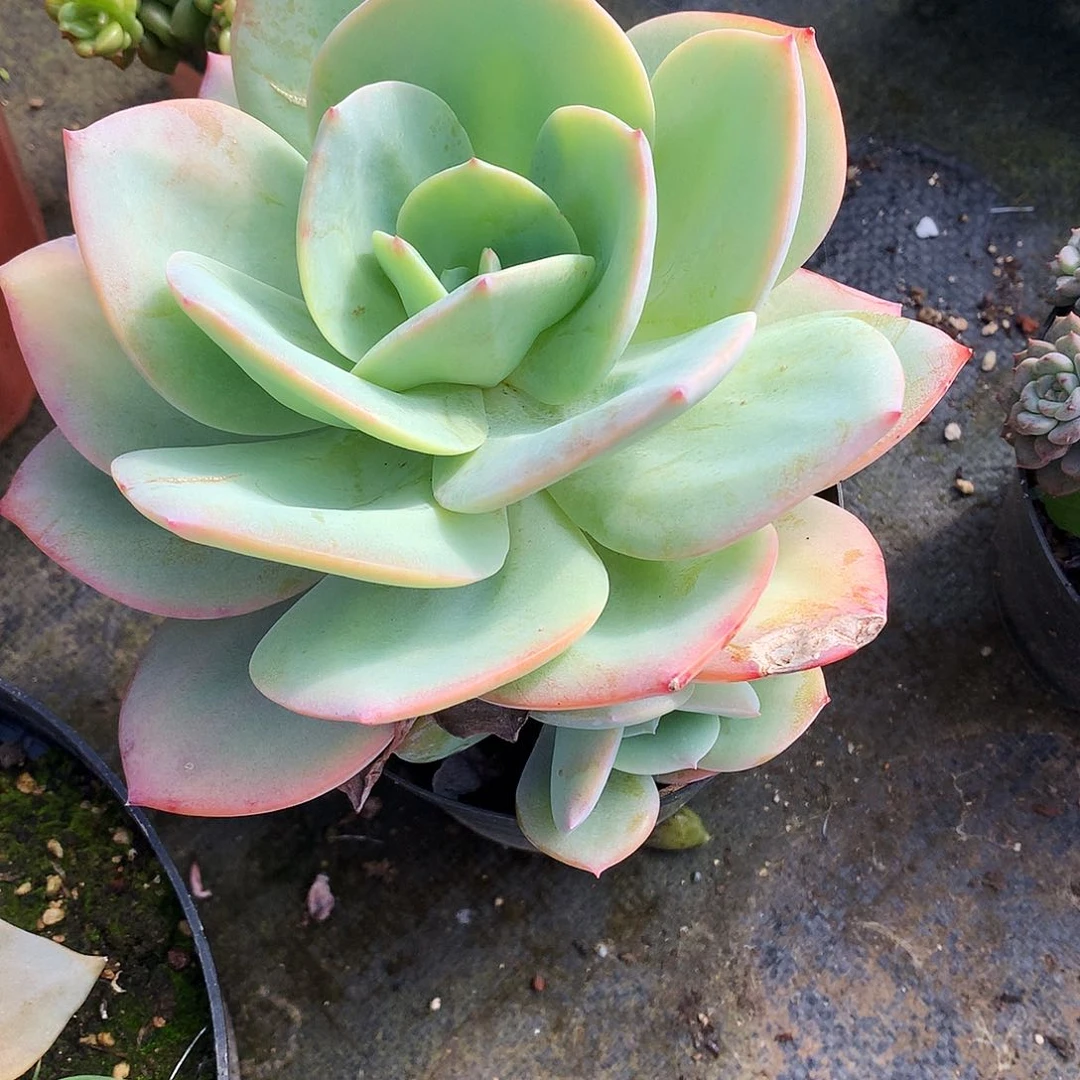 白凤一物一拍11-0