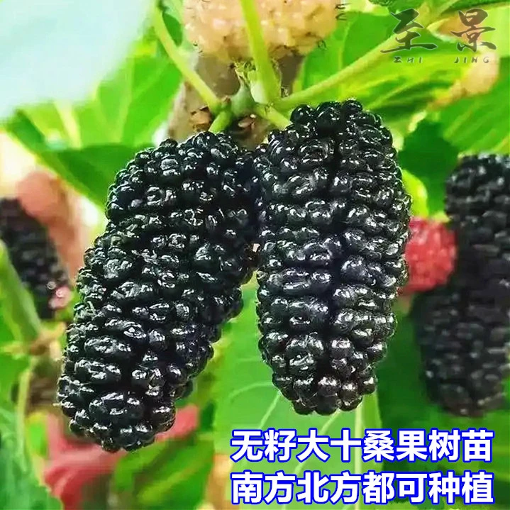 桑葚树苗无籽大十果桑苗农家桑枣树四季台湾长桑果庭院果树苗盆栽