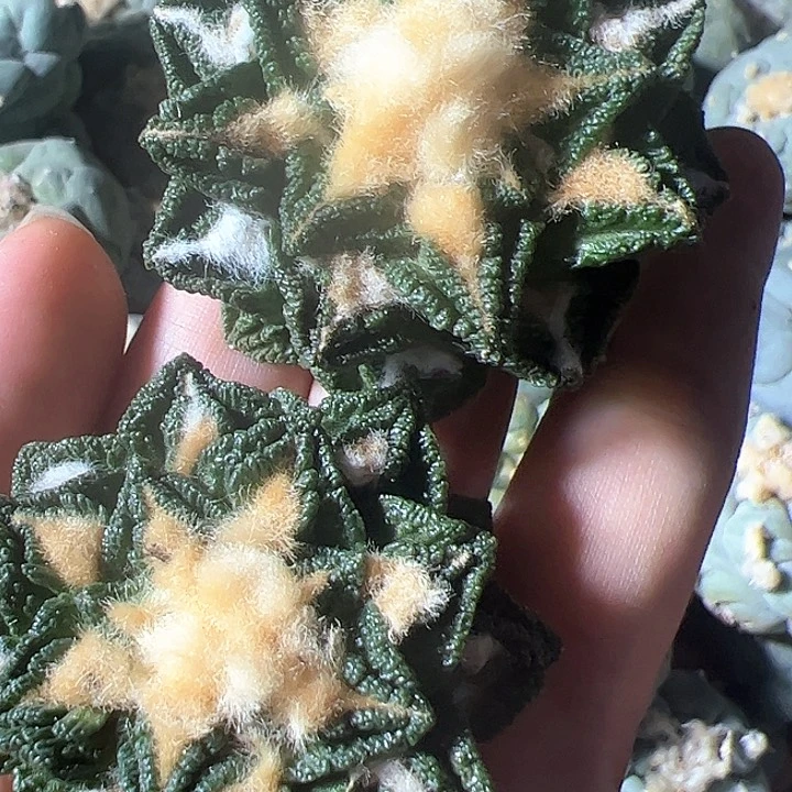 辛顿金毛螺旋可挑落地有根