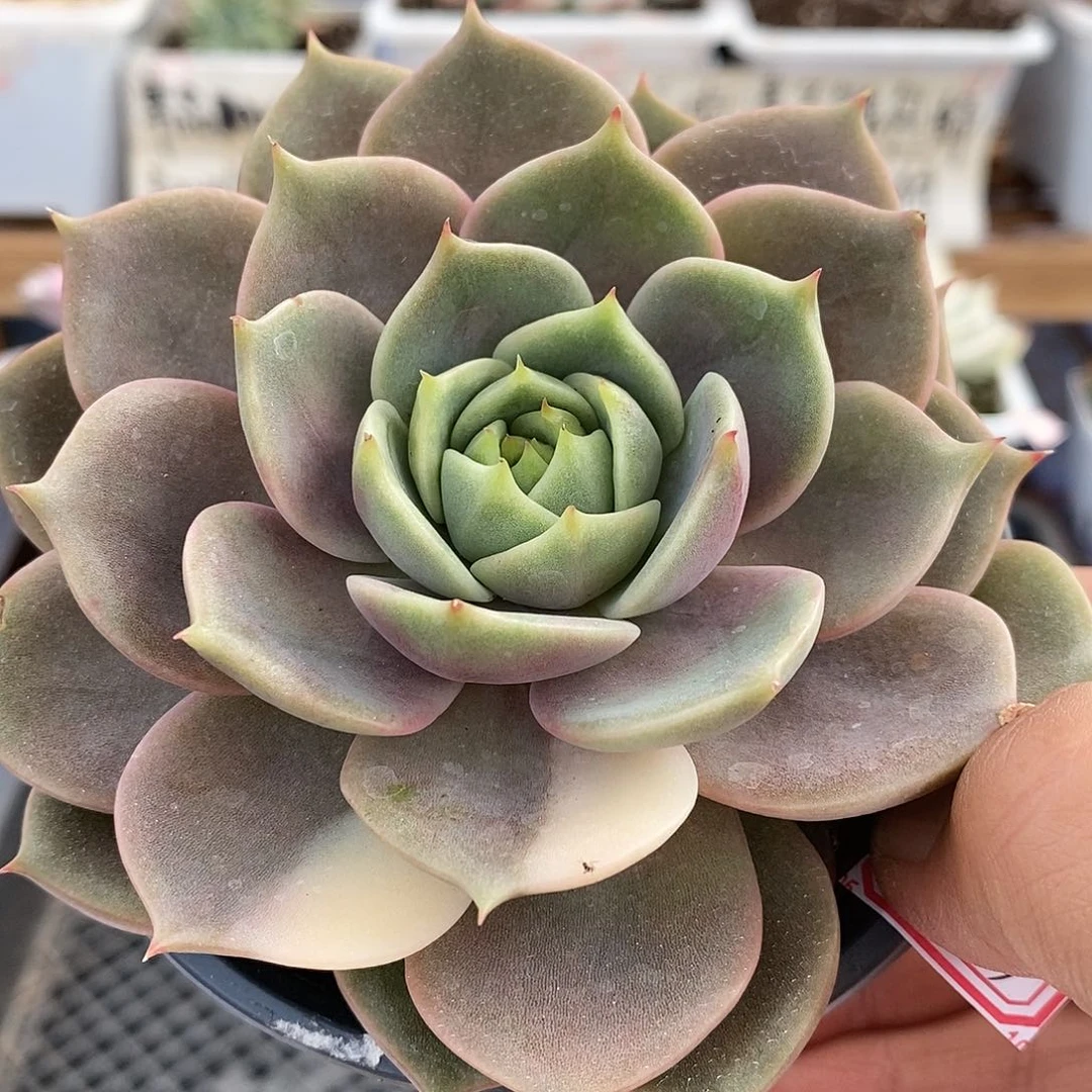 17243 贝加尔湖花脸锦