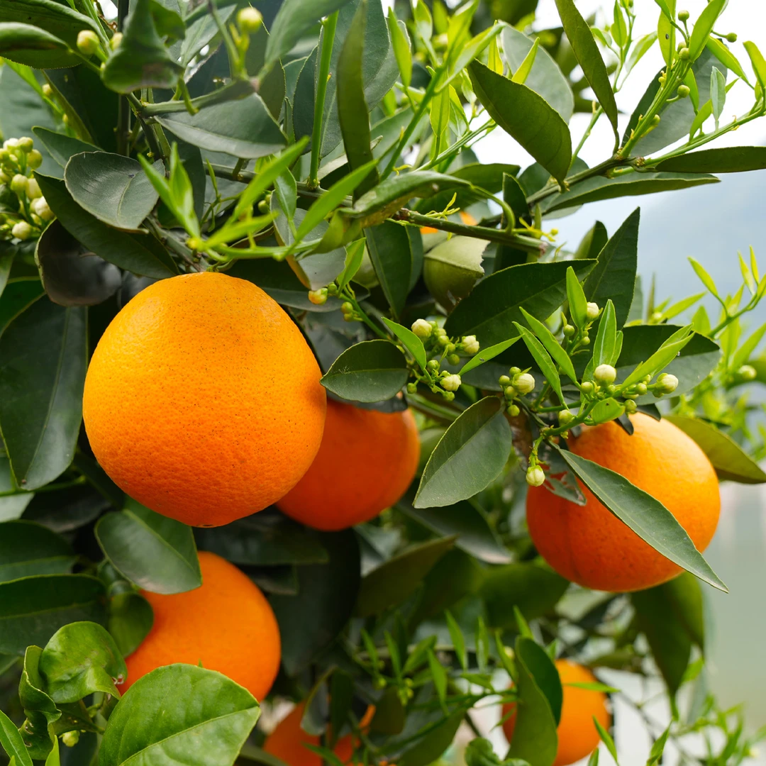 正宗湖北秭归伦晚脐橙 新鲜采摘橙子 净重4.5斤  X