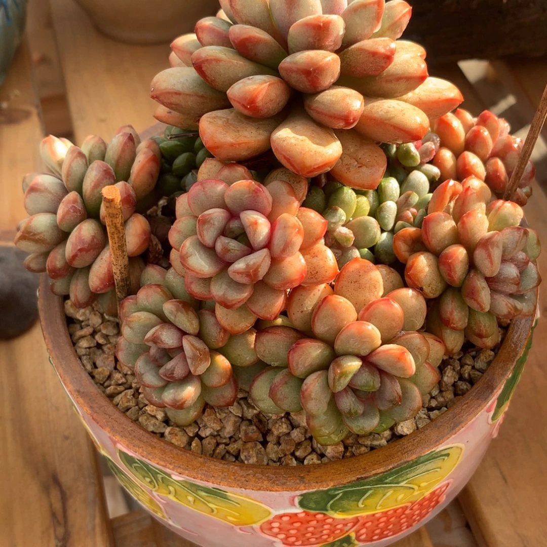 葡萄啊啊啊啊啊啊啊