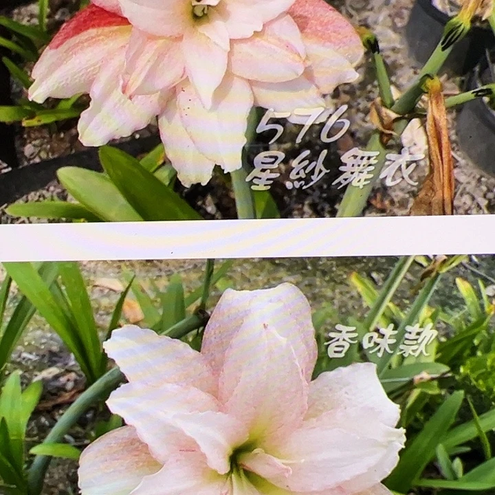 朱顶红576开花球5cm+