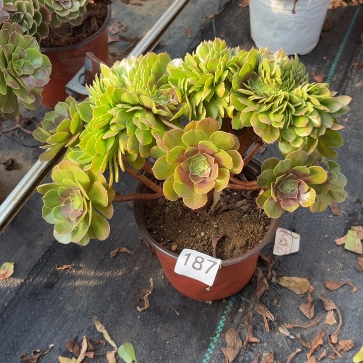 万缀多肉植物不包损187