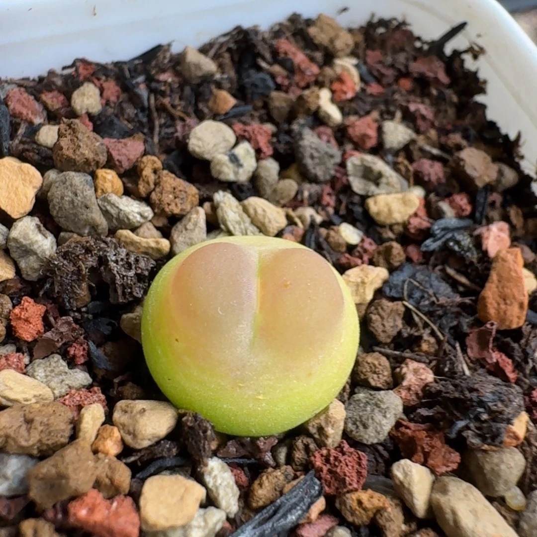 石***派1213-054拉登拉登拉登