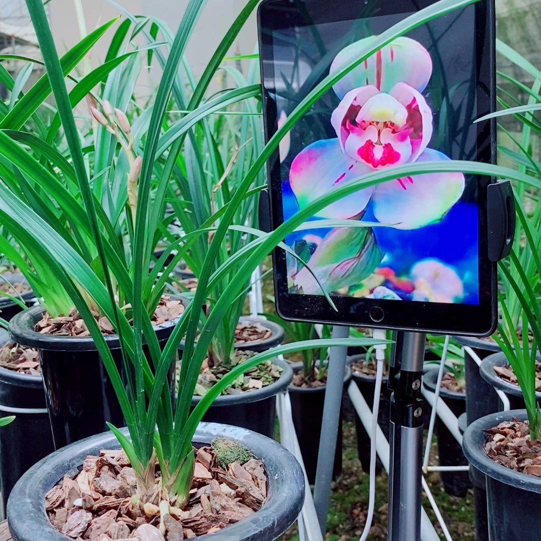 当前无花栽培后可以开花