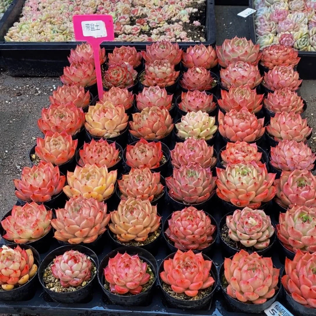 爱****儿577多肉植物保护研究所所长