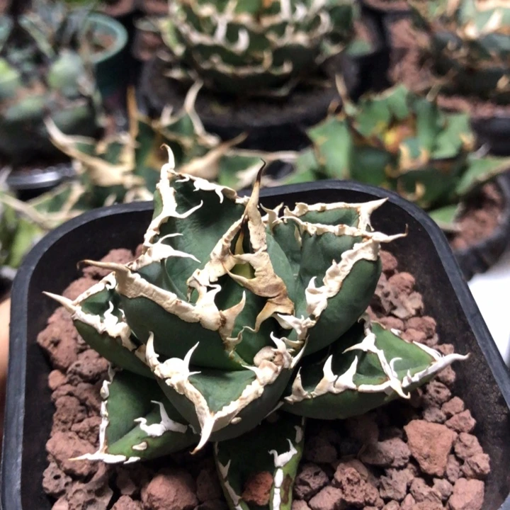 狼人仁王冠龙舌兰