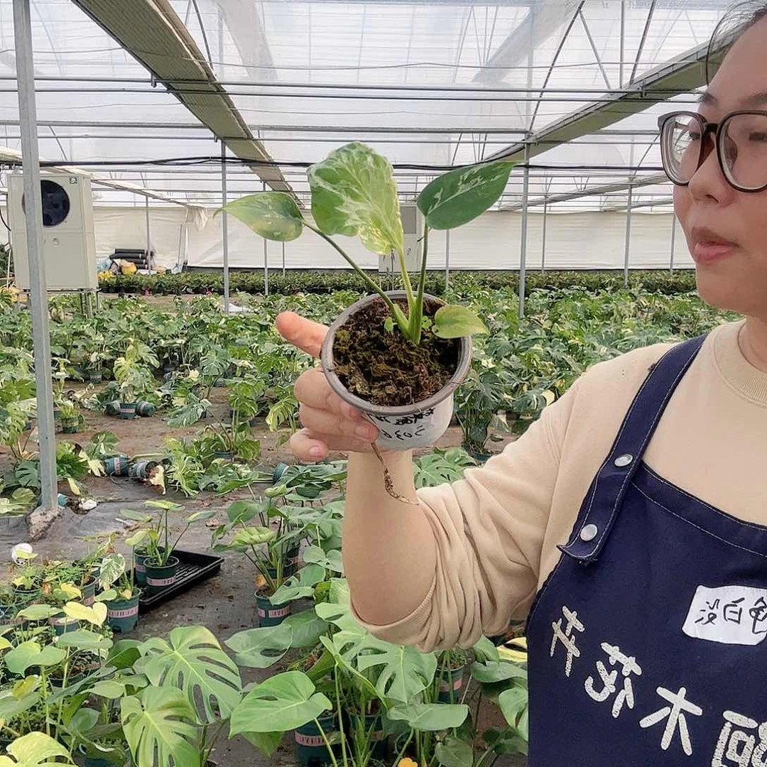 完全开放在****村妙哇龟背竹