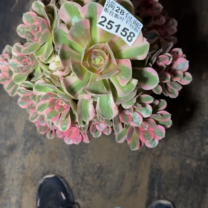 25158女郎多肉植物
