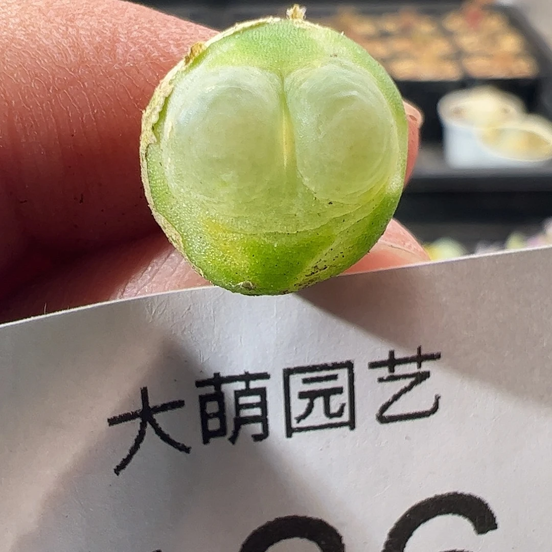 一物一拍。     136