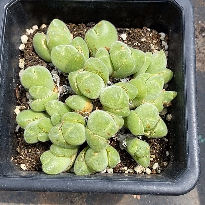 心****斧27542一颗