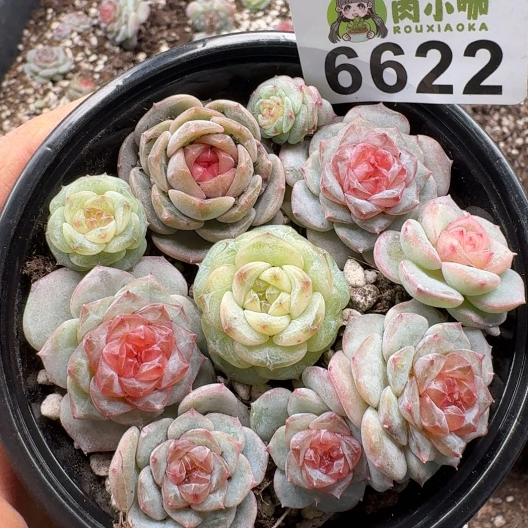 多肉植物多肉植物