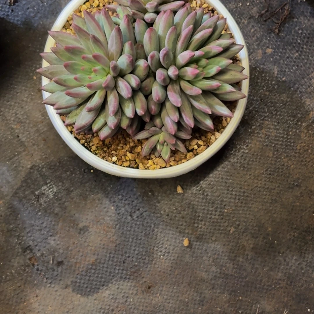 美人多肉美美哒的