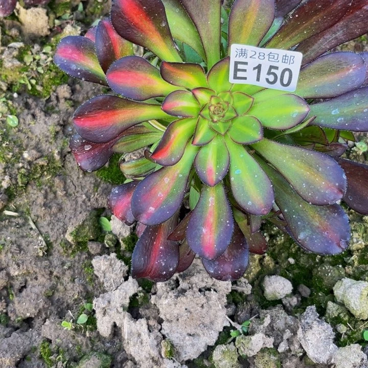 150多肉植物一物一拍