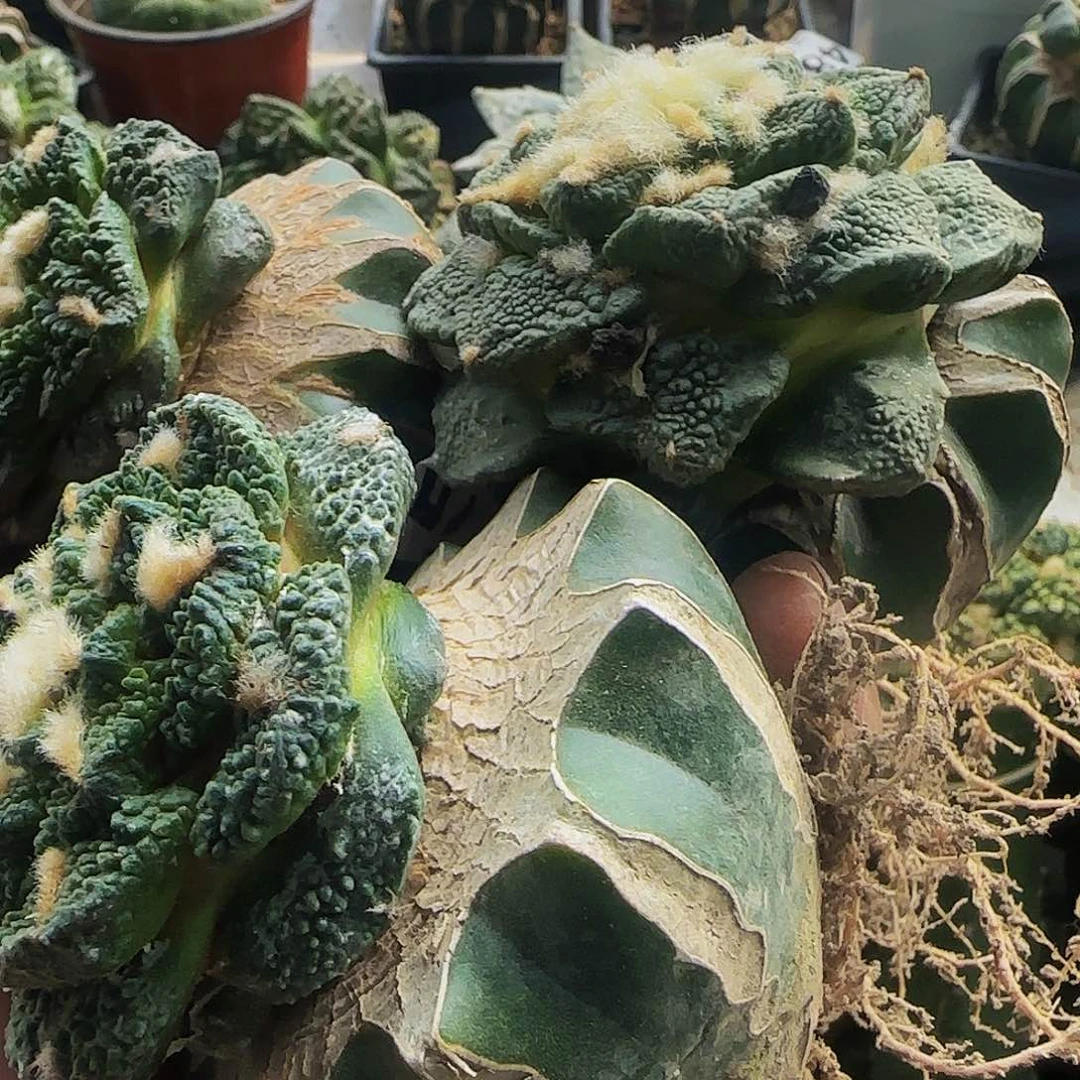 德*文三个牡丹500仙人球开花